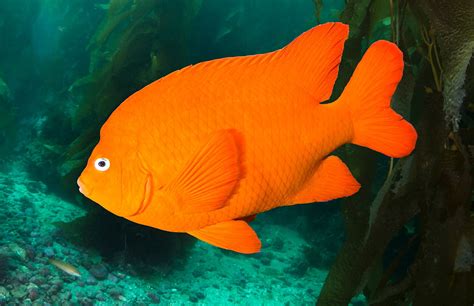 garibaldi fish|Garibaldi (fish) .